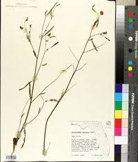 Image result for Aeschynomene rhodesiaca