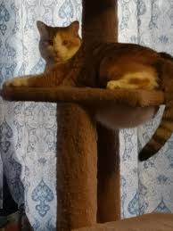 Many cats will develop lumps at some point in their lives. That Round Lump Is Her Belly Hanging Out The Hole Chonkers
