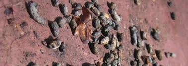 Image result for squirrel poop