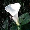 It is preferable to grow this flower under the sun and in a garden soil bed that is well drained. 1