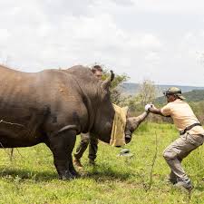 Image result for Zehneria tridactyla