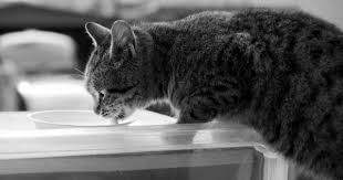 Bersihkan daerah mata dan hidung menggunakan tisu. 7 Cara Merawat Kucing Persia Agar Bersih Dan Sehat Popmama Com