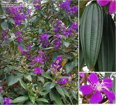 Maybe you would like to learn more about one of these? Plant Identification Closed Large Shrub Many Purple Flowers Florida 1 By Leugim
