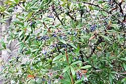 Image result for Lycium