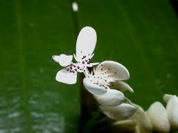 Image result for Aponogetonaceae