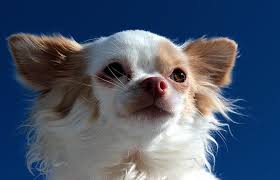 Two females one short haired one long haired. Royalty Free Photo Adult Long Coated White Chihuahua Pickpik