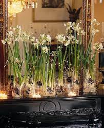 Paperwhites Aren T Blooming Narcissus Bulbs Christmas Flowers Christmas Fireplace
