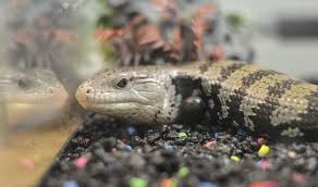 Being native animals, they are banned in many states, including those which have 'lenient' exotic pet laws like north carolina and nevada. Not A Cow Or Pig In Sight Local News Tribstar Com