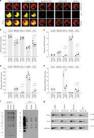 An Epigenetic Gene Silencing Pathway Selectively Acting On Transgenic Dna In The Green Alga Chlamydomonas Nature Communications