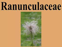 Image result for Ranunculaceae