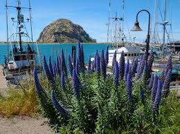We have the sun, the sand, the water, and even the fish tacos, so go dive in. Morro Bay San Luis Obispo Guide