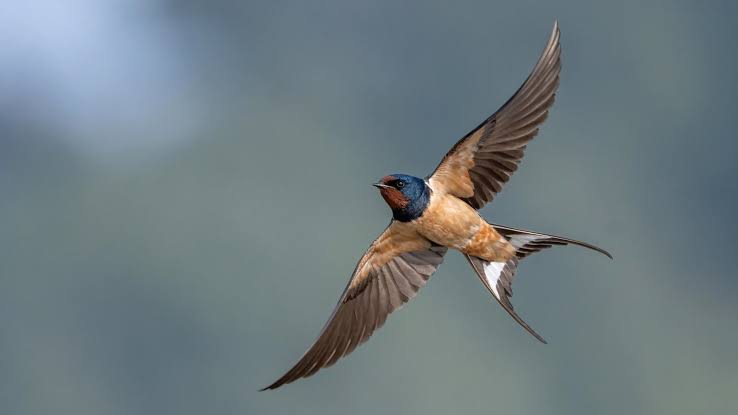 Photo Gallery: Meet The "Cosmopolitan" Birds That Occur All Over the World  | All About Birds
