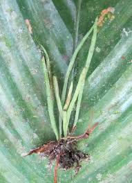 Image result for Vittaria