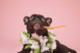 The french bulldog of the present times is said to be descendants of the dogs owned by the. What Are The Best Toys For French Bulldogs Bark