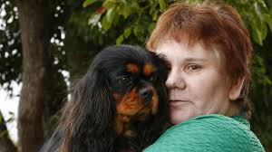 Chocolate cavaliers ousted from fun day at Castle Hill Showground