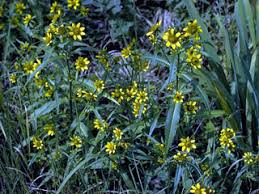 Image result for Bidens kirkii