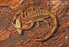 Justin Bieber didn't photograph these scorpions | macrocritters