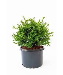 Similar to boxwood hedge, potted cypress works well as topiary. Winter Gem Boxwood Bower Branch