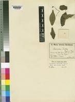 Image result for Meiostemon tetrandrus