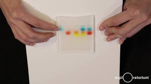 Gel electrophoresis is used to separate macromolecules like dna, rna and proteins. Gel Electrophoresis Molecular Biology Science Activity Exploratorium Teacher Institute Project