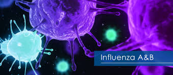 Influenza b and c don't have as much variety because they. This Month Let S Talk About Influenza A B Certest Biotec Ivd Diagnostic Products