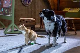 Pin On Pets