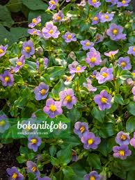 Image result for Exacum