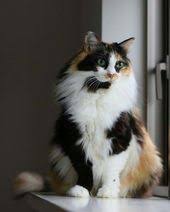Get a ragdoll, bengal, siamese and we have a gorgeous calico kitten for sale. 130 Best Long Hair Calico Cats Ideas Cats Beautiful Cats Cute Cats