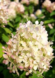 We did not find results for: Latin For Gardeners What Plant Names Reveal Old Farmer S Almanac