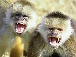 Résultat de recherche d'images pour "singes droles"