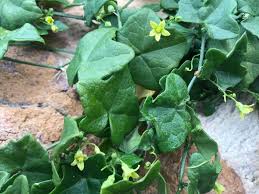 Image result for Kedrostis nana