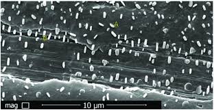 Box 6100, mississippi state, mi 39762, usa. Sem Image Mag 10 000 Of Listeria Innocua On Apple Skin Bacteria Download Scientific Diagram