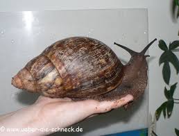 Galerie Kategorie Schnecken In Allen Lebenslagen Schnecken Achatschnecken Reptilien