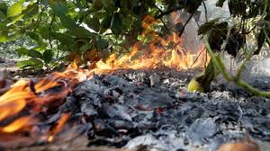 California Wildfires Burn Up Several Hundred Acres Of Avocado Groves