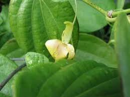 Image result for Vigna oblongifolia