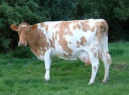 Black And White Cow Breeds Uk Guernseys For Goodness Sake Dairy Cattle Guernsey Cow Farm Cow