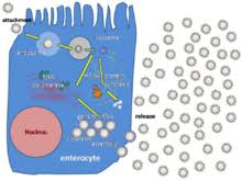 Before the development of a vaccine, most children had been infected with the virus at least once by age 5. Rotavirus Wikipedia
