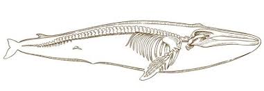 Whales Still Have Bone Fragments Remained From The Time They Had Hind Legs Exactly How We Still Whale Illustration Skeleton Illustration Engraving Illustration