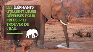 RÃ©sultat de recherche d'images pour "journÃ©e mondiale des Ã©lÃ©phants"