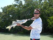 Big snook in freshwater florida canals!! Common Snook Wikipedia
