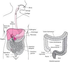 Le traitement qui a pour objectif de retirer les polypes, prévient l'apparition d'un cancer colorectal. Recto Y Ano Trastornos Gastrointestinales Manual Msd Version Para Publico General