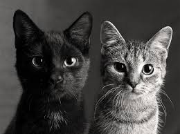 More images for black and white cat pictures » Black And White Cats And Cute Image 74693 On Favim Com