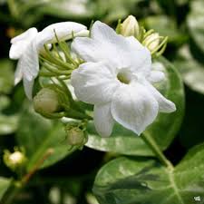 Image result for Jasminum sambac