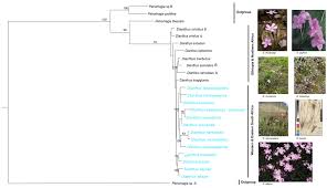 Image result for Dianthus burchellii