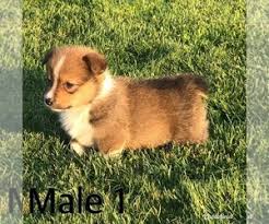 More yorkshire terrier puppies / dog breeders and puppies in california. View Ad Australian Shepherd Pembroke Welsh Corgi Mix Litter Of Puppies For Sale Near Nebraska Cairo Usa Adn 150750