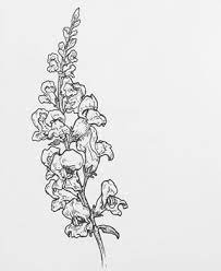 Pinching off the stem tips on young plants will make them thicker and bushier, and deadheading the spent flowers will extend the bloom season, often right into the first frost of the late fall or early winter. Snap Dragon Line Drawing Novocom Top