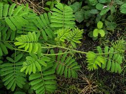 Image result for Mimosa diplotricha