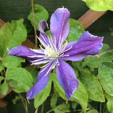 Check spelling or type a new query. Clematis Arabella Shefalitayal