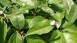 Image result for Baphia massaiensis