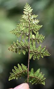 Image result for Cheilanthes botswanae